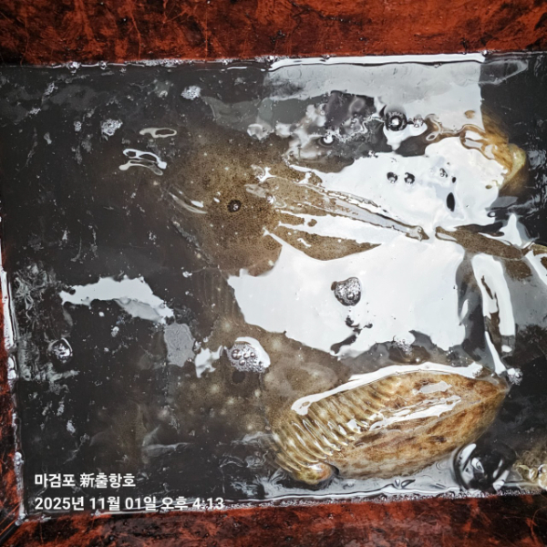 ꫛꫀꪝ✧‧˚ 태안 마검포 新출항호 .• _˚☀₊_사진_20251101_11.jpg