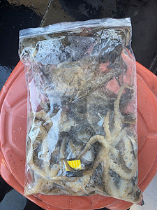 인천쭈꾸미낚시 (15).jpg