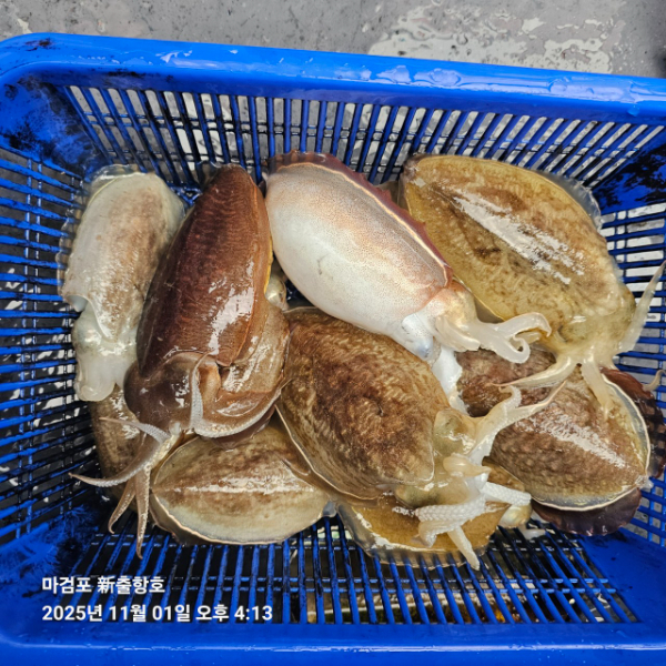 ꫛꫀꪝ✧‧˚ 태안 마검포 新출항호 .• _˚☀₊_사진_20251101_8.jpg