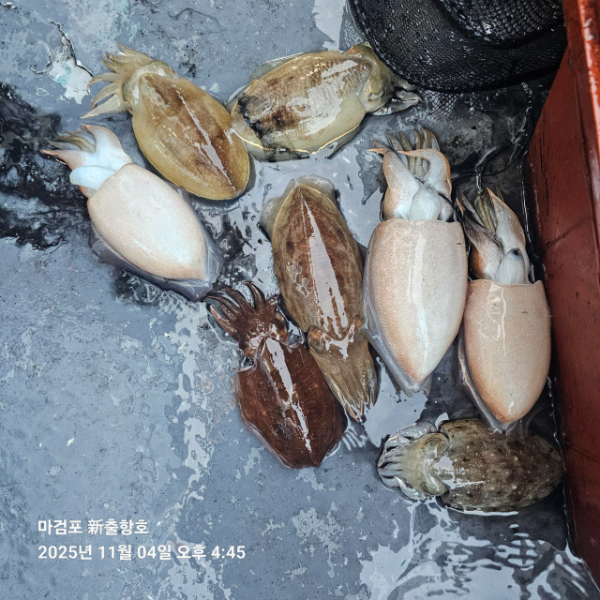 ꫛꫀꪝ✧‧˚ 태안 마검포 新출항호 .• _˚☀₊_사진_20251105_7.jpg