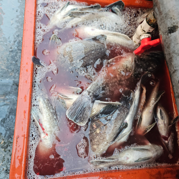 ꫛꫀꪝ✧‧˚ 태안 마검포 新출항호 .• _˚☀₊_사진_20251122_11.jpg