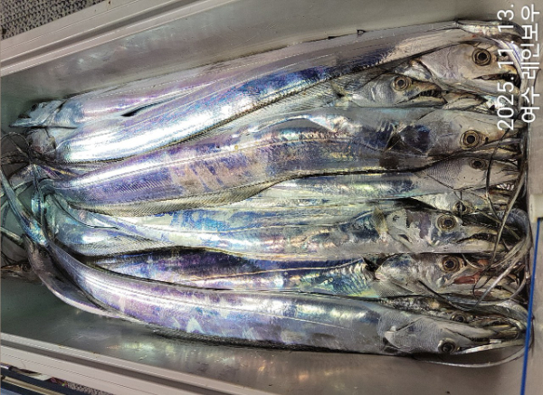 ♡여수레인보우♡갈치_열기_한치_갑오징어__사진_20251113_28.jpg