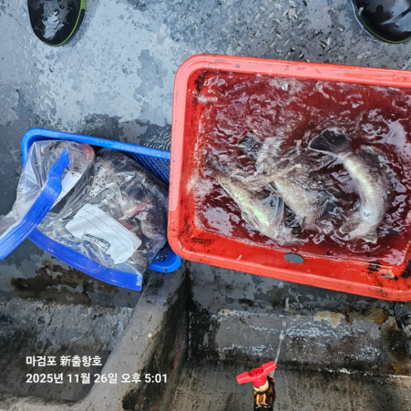 ꫛꫀꪝ✧‧˚ 태안 마검포 新출항호 .• _˚☀₊_사진_20251126_7.jpg