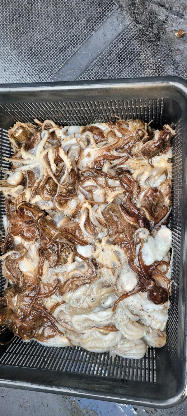 예지퀸호 농어외수질&어초낚시 경기인천권_사진_20251030_10.jpg