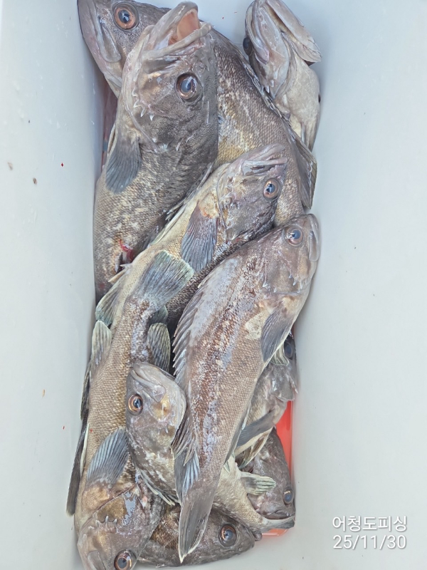 최강피싱 063.463.0800_사진_20251130_27.jpg