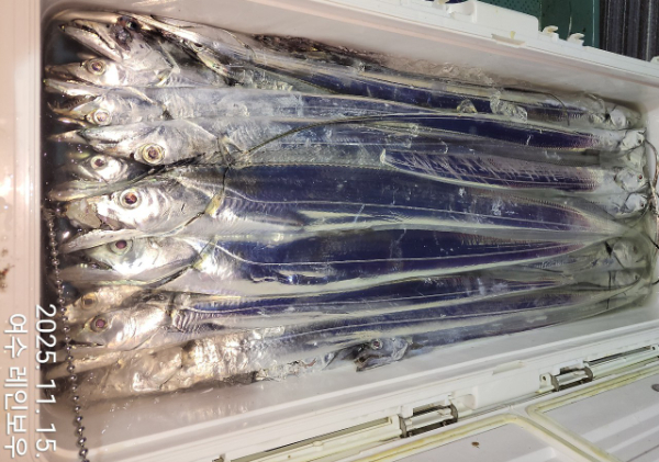 ♡여수레인보우♡갈치_열기_한치_갑오징어__사진_20251115_2.jpg