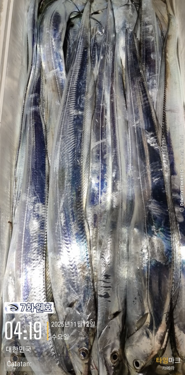 제주갈치낚시 화원호_사진_20251112_8.jpg