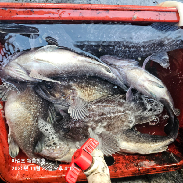 ꫛꫀꪝ✧‧˚ 태안 마검포 新출항호 .• _˚☀₊_사진_20251122_19.jpg