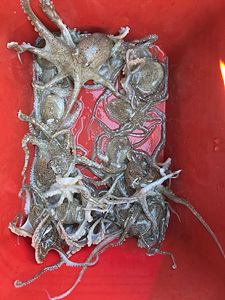 인천쭈꾸미낚시 (6).jpg