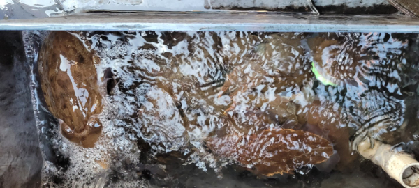 예지퀸호 농어외수질&어초낚시 경기인천권_사진_20251112_20.jpg