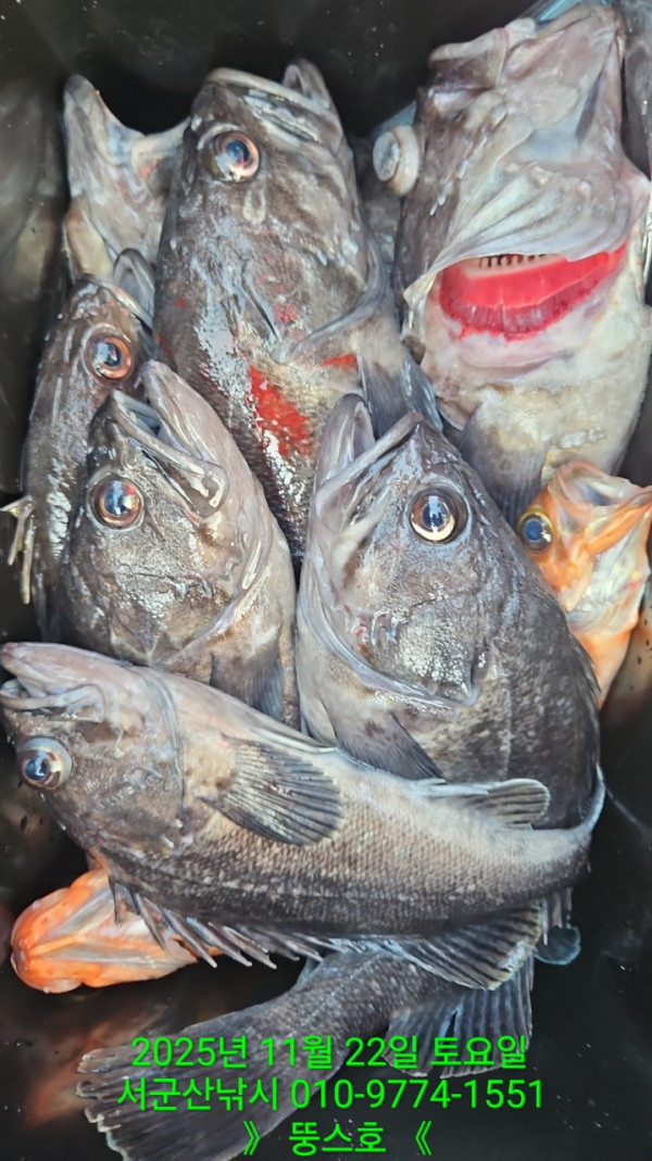 군산 선상낚시, 바다낚시 출조 전문 ☆서군산낚시☆_사진_20251122_19.jpg