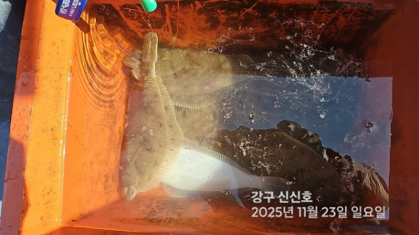 신신낚시 강구점 신신호_사진_20251123_6.jpg