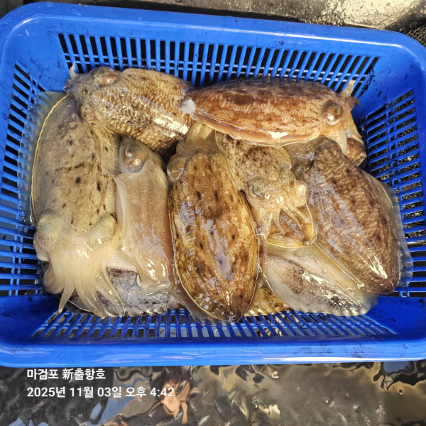 ꫛꫀꪝ✧‧˚ 태안 마검포 新출항호 .• _˚☀₊_사진_20251105_9.jpg