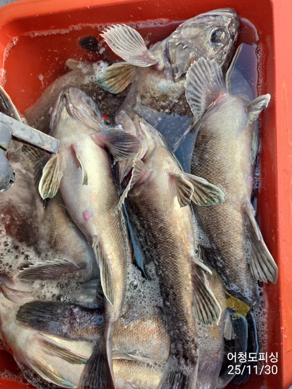 최강피싱 063.463.0800_사진_20251130_23.jpg