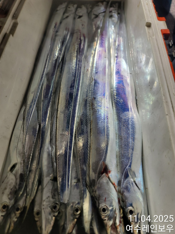 ♡여수레인보우♡갈치_열기_한치_갑오징어__사진_20251104_6.jpg