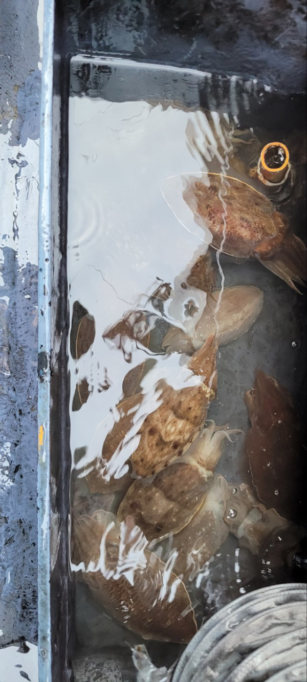 예지퀸호 농어외수질&어초낚시 경기인천권_사진_20251109_7.jpg