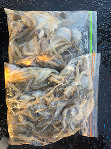 인천쭈꾸미낚시 (32).jpg