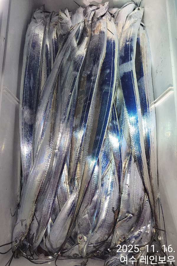 ♡여수레인보우♡갈치_열기_한치_갑오징어__사진_20251116_12.jpg