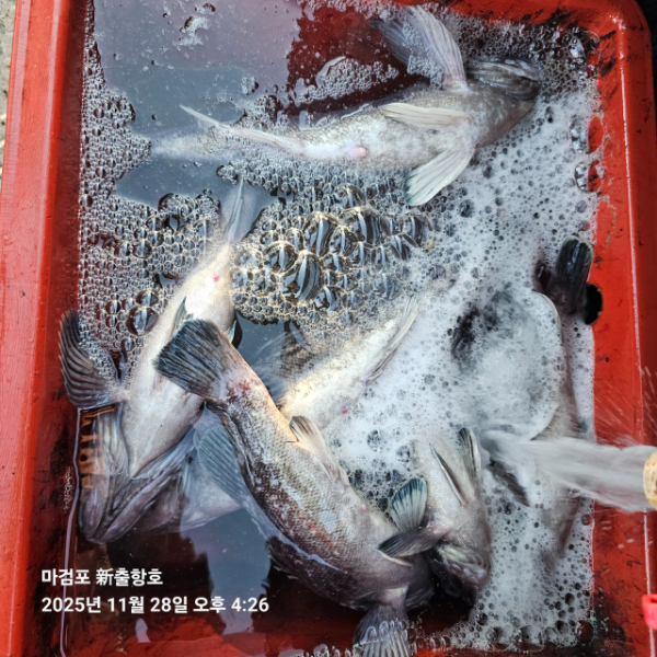 ꫛꫀꪝ✧‧˚ 태안 마검포 新출항호 .• _˚☀₊_사진_20251129_3.jpg