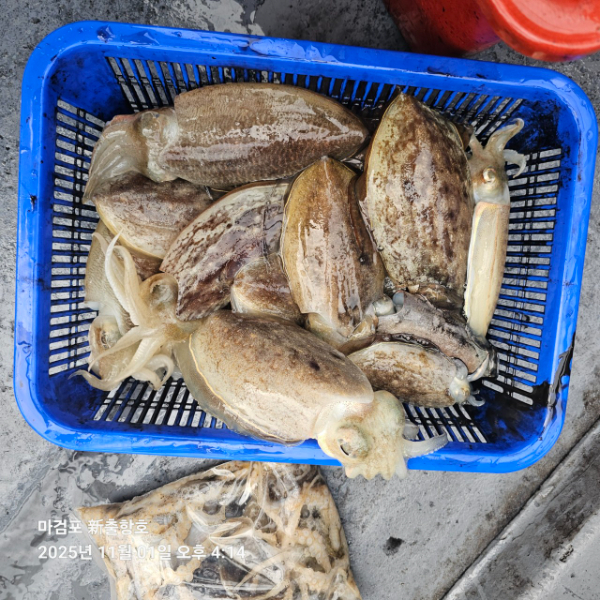 ꫛꫀꪝ✧‧˚ 태안 마검포 新출항호 .• _˚☀₊_사진_20251101_13.jpg