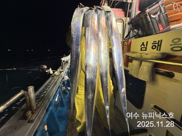 11월29일갈치 (3).jpg