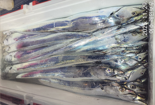 ♡여수레인보우♡갈치_열기_한치_갑오징어__사진_20251129_2.jpg