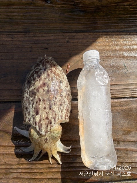 군산 선상낚시, 바다낚시 출조 전문 ☆서군산낚시☆_사진_20251111_11.jpg