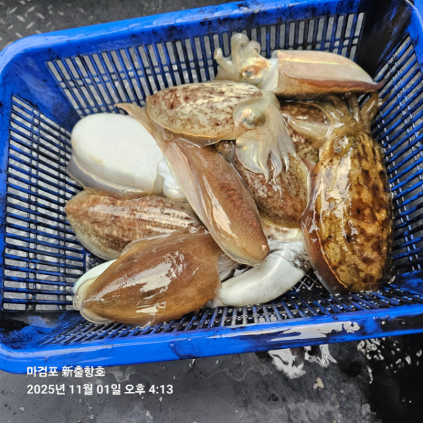 ꫛꫀꪝ✧‧˚ 태안 마검포 新출항호 .• _˚☀₊_사진_20251101_10.jpg