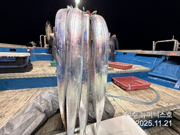 11월22일갈치 (30).jpg