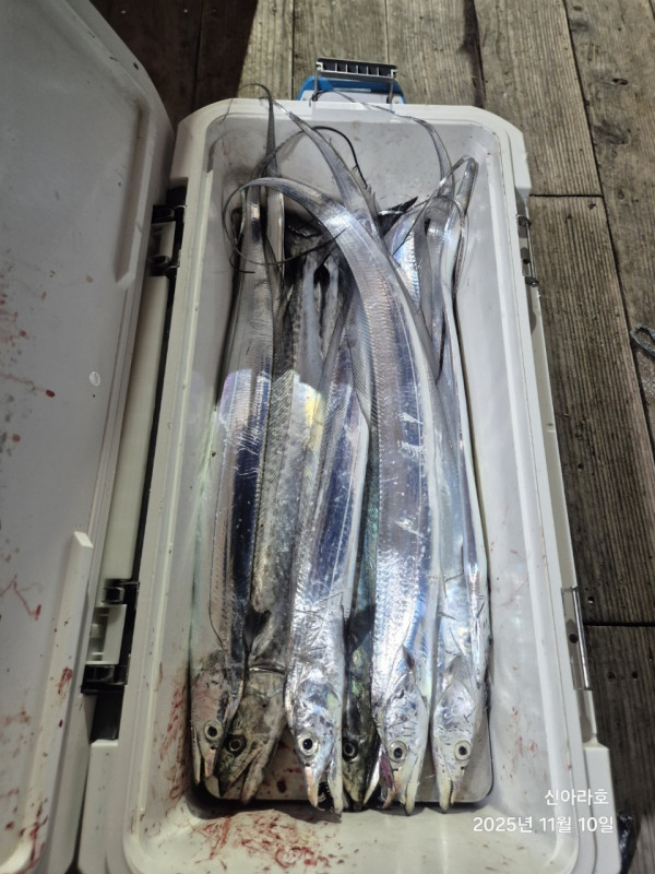 바다꾼낚시(신아라호)_사진_20251110_8.jpg