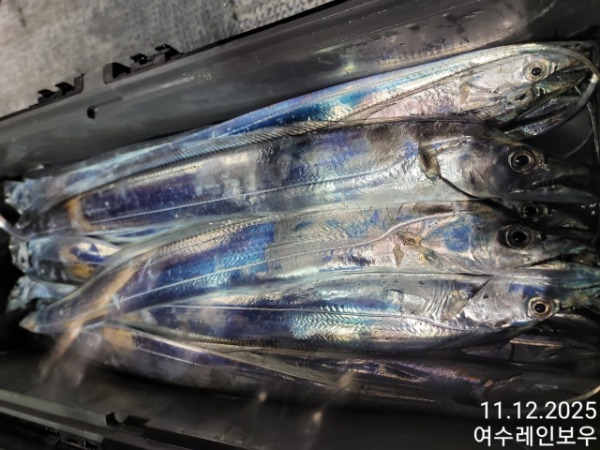 ♡여수레인보우♡갈치_열기_한치_갑오징어__사진_20251112_25.jpg