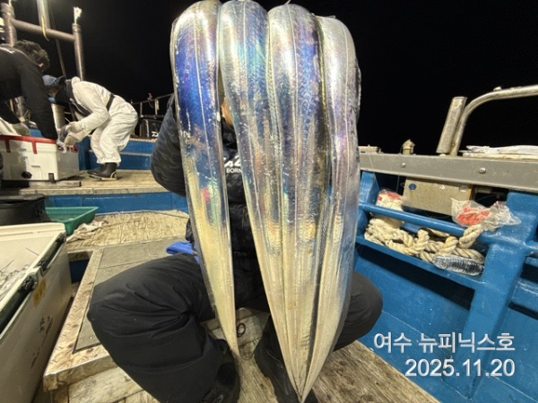 11월21일왕갈치 (20).jpg