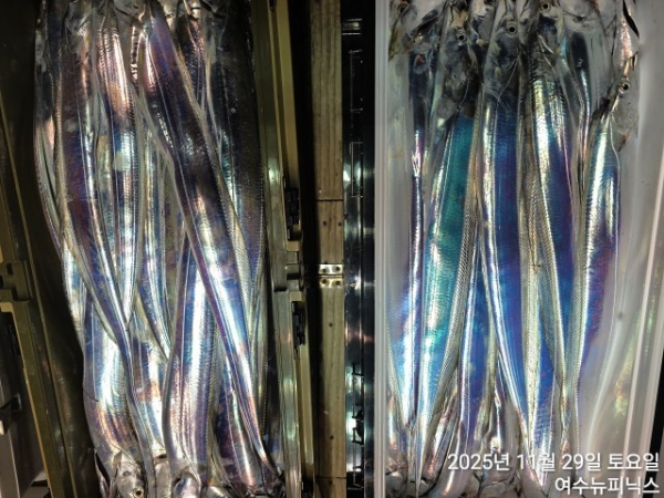 11월29일갈치 (31).jpg