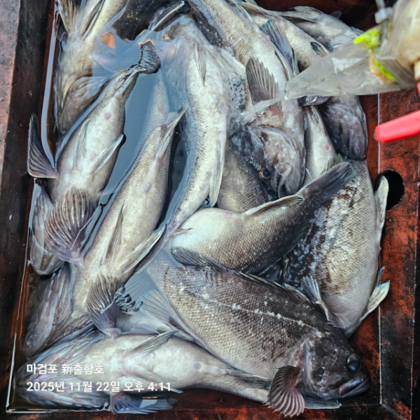 ꫛꫀꪝ✧‧˚ 태안 마검포 新출항호 .• _˚☀₊_사진_20251122_6.jpg