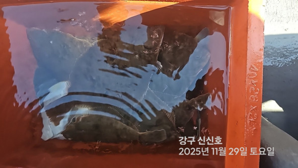 신신낚시 강구점 신신호_사진_20251129_4.jpg