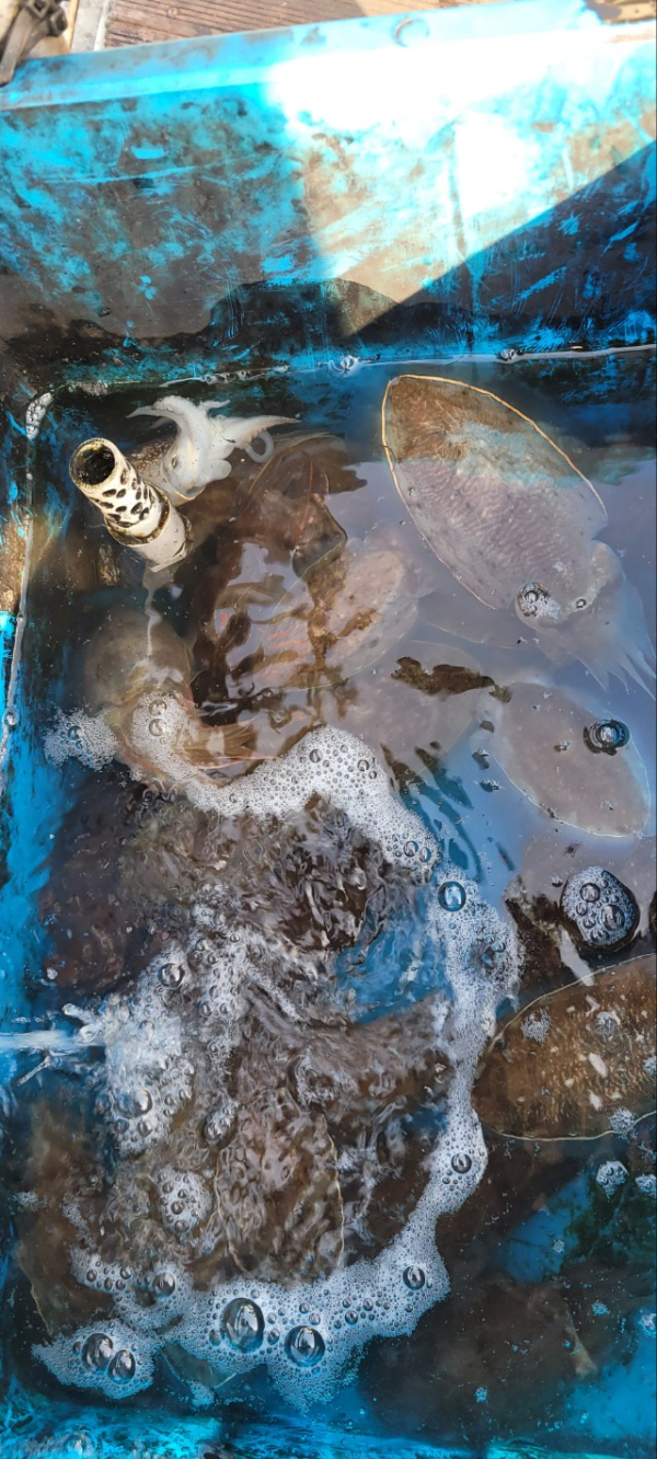 예지퀸호 농어외수질&어초낚시 경기인천권_사진_20251109_10.jpg