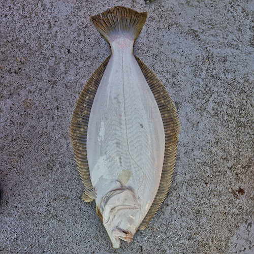 인천바다낚시 (2).jpg