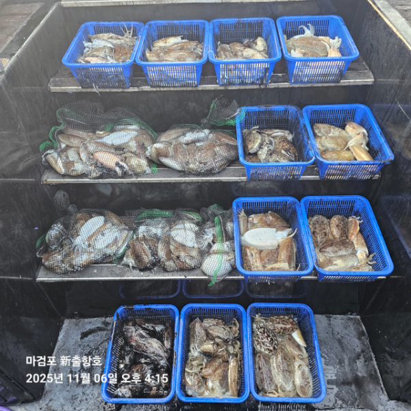 ꫛꫀꪝ✧‧˚ 태안 마검포 新출항호 .• _˚☀₊_사진_20251106_4.jpg