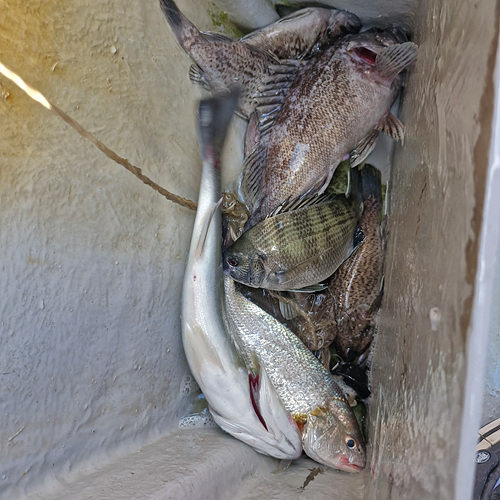 인천배낚시 (6).jpg