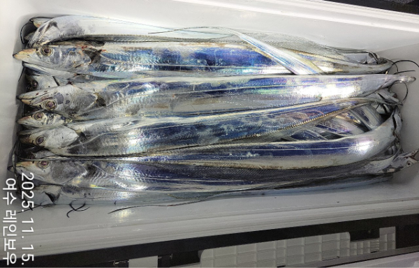 ♡여수레인보우♡갈치_열기_한치_갑오징어__사진_20251115_10.jpg