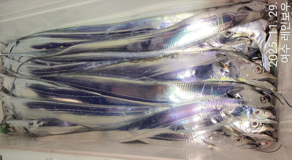 ♡여수레인보우♡갈치_열기_한치_갑오징어__사진_20251129_24.jpg