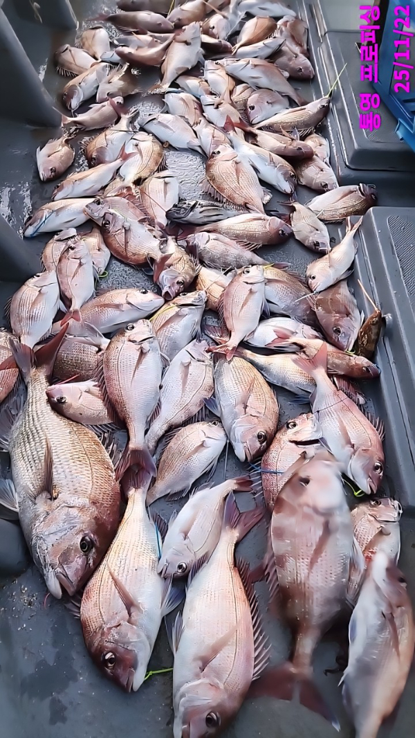 통영 메티스호_사진_20251126_2.jpg