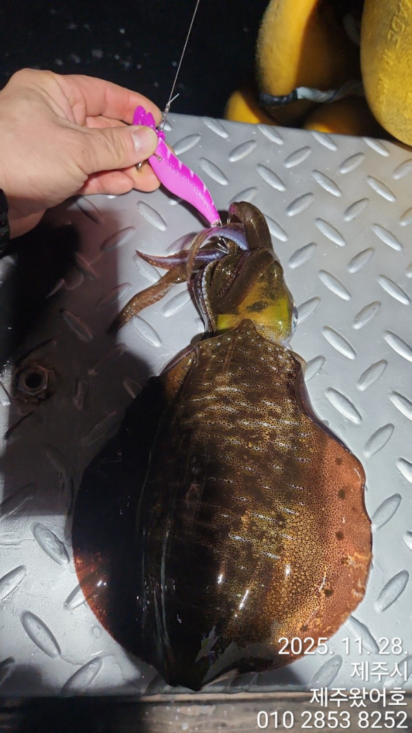 제주왔어호_사진_20251130_18.jpg