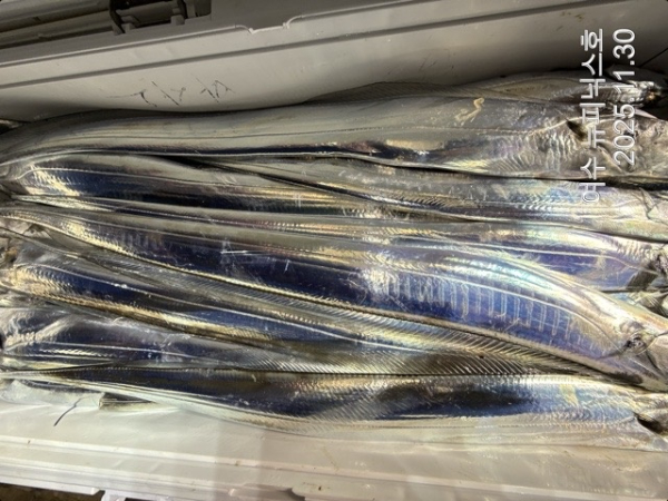 11월30일갈치 (12).jpg