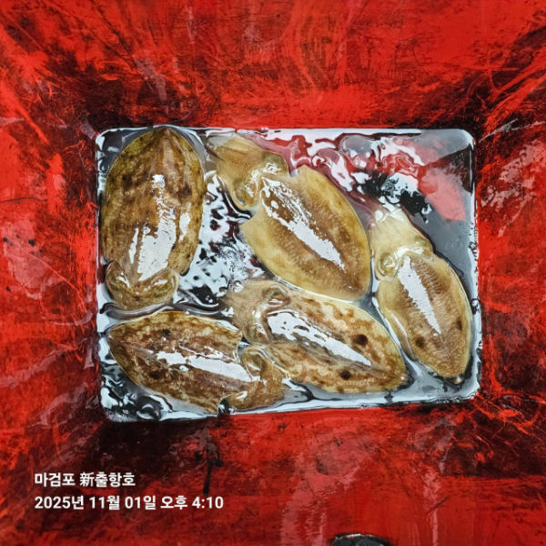 ꫛꫀꪝ✧‧˚ 태안 마검포 新출항호 .• _˚☀₊_사진_20251101_6.jpg