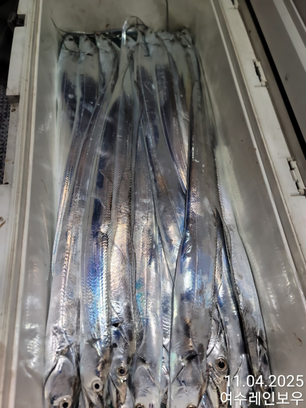 ♡여수레인보우♡갈치_열기_한치_갑오징어__사진_20251104_2.jpg