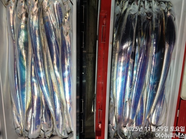 11월29일갈치 (1).jpg