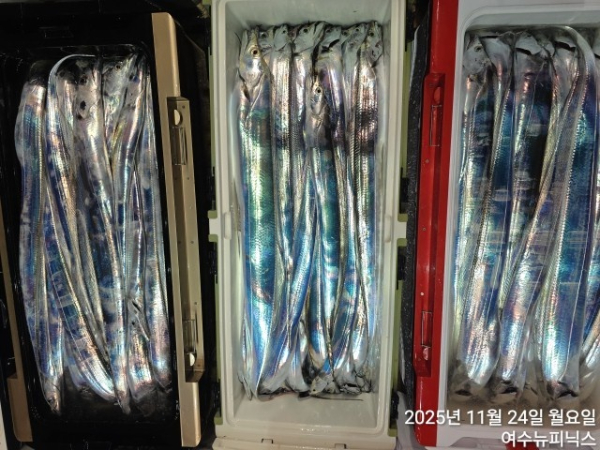 11월24일갈치 (61).jpg