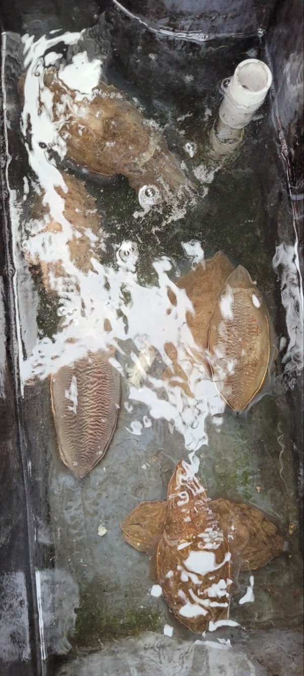 예지퀸호 농어외수질&어초낚시 경기인천권_사진_20251030_7.jpg