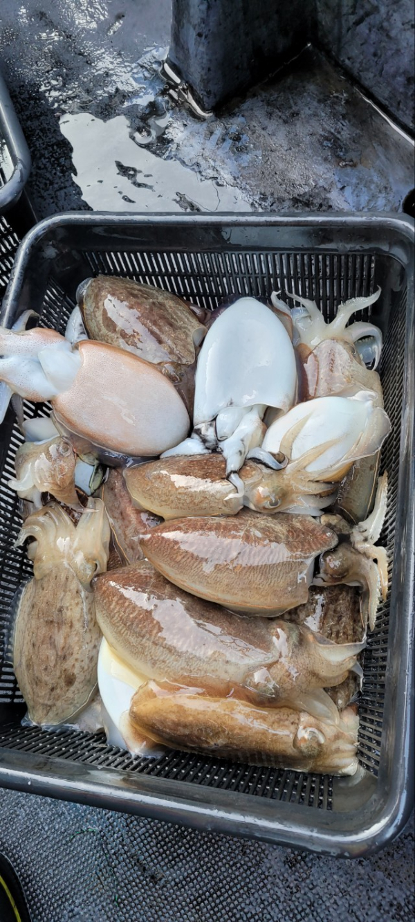 예지퀸호 농어외수질&어초낚시 경기인천권_사진_20251112_9.jpg